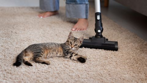 Як ефективно прибрати шерсть тварин з дивану та килима