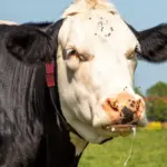 Випадок сказу у домашньої тварини на Кореччині: мешканців села Користь попереджають про небезпеку Випадок сказу у домашньої тварини на Кореччині: мешканців села Користь попереджають про небезпеку