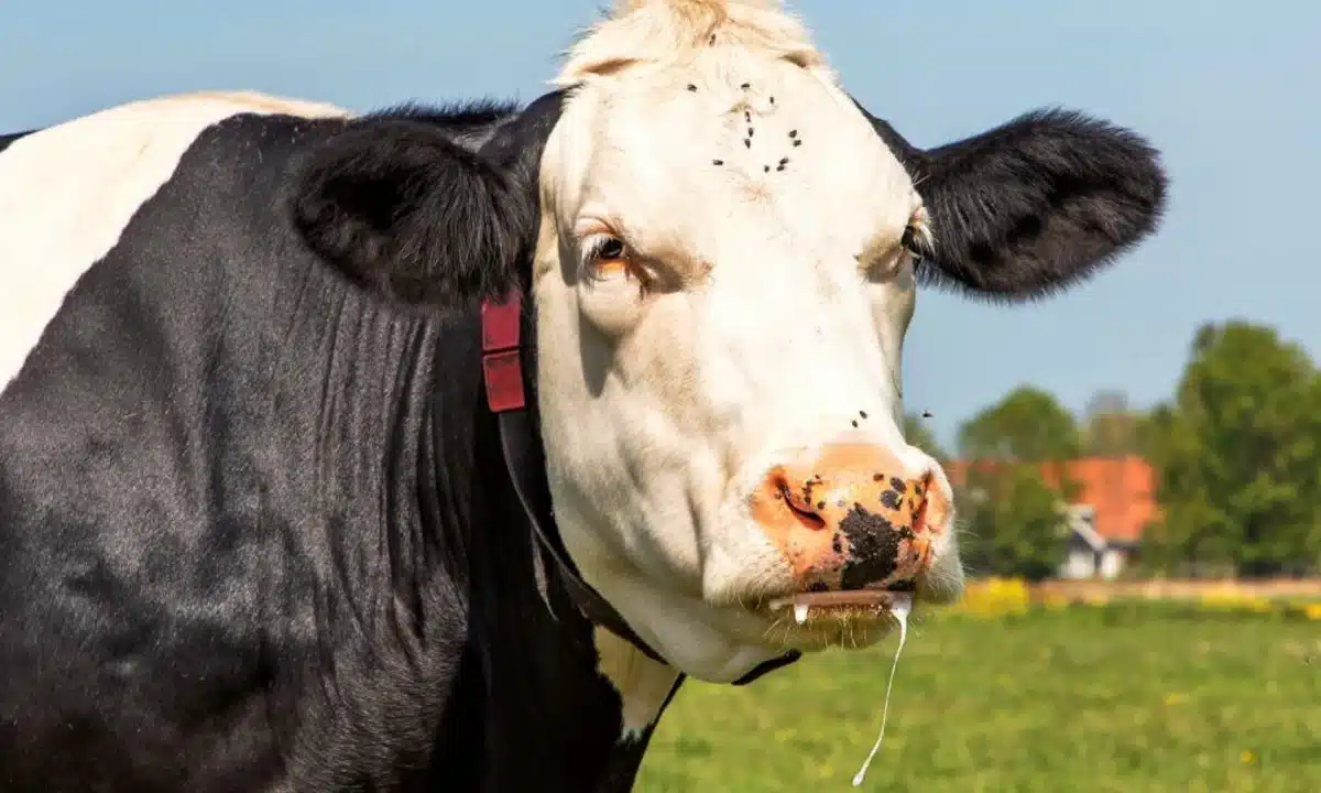 Випадок сказу у домашньої тварини на Кореччині: мешканців села Користь попереджають про небезпеку Випадок сказу у домашньої тварини на Кореччині: мешканців села Користь попереджають про небезпеку