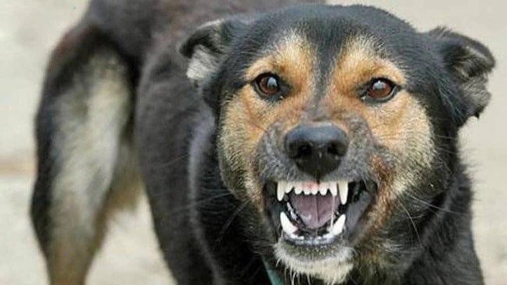 семеро людей інфікувались від хворої собаки