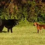 Собака і лисиця.