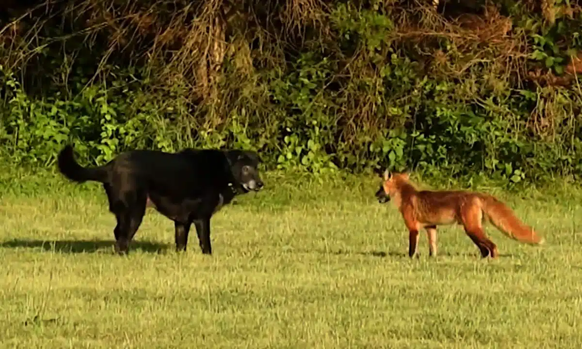У Бубнівці лисиця напала на собак. Мешканців закликають до обережності Собака і лисиця.