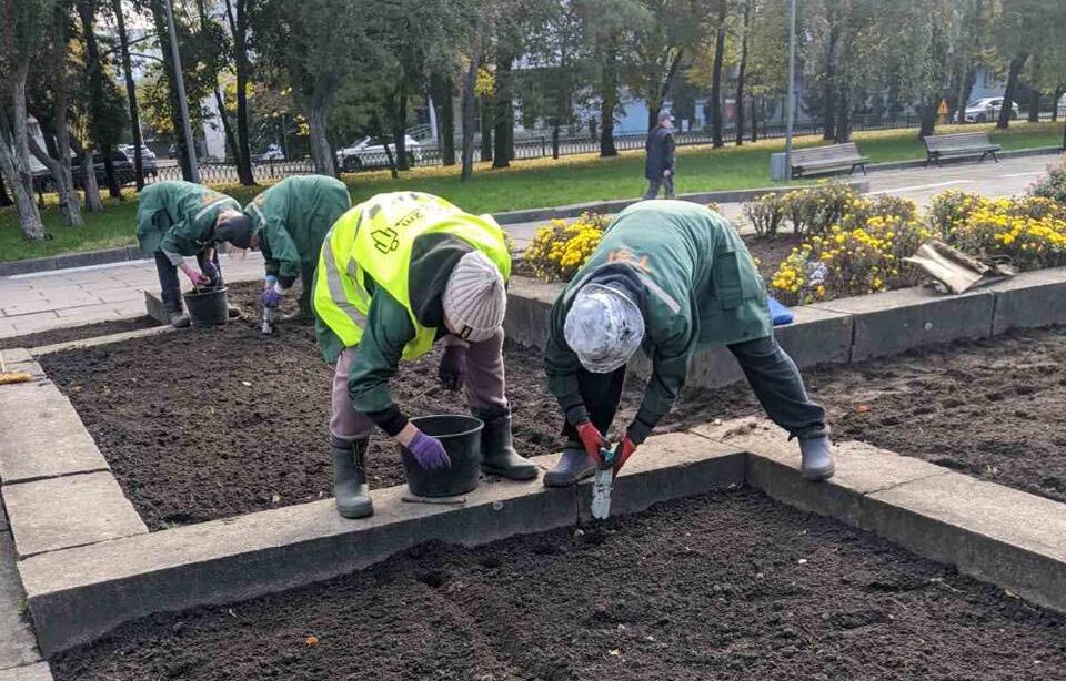 У Рівному завершили осінню висадку тюльпанів У Рівному завершили осінню висадку тюльпанів