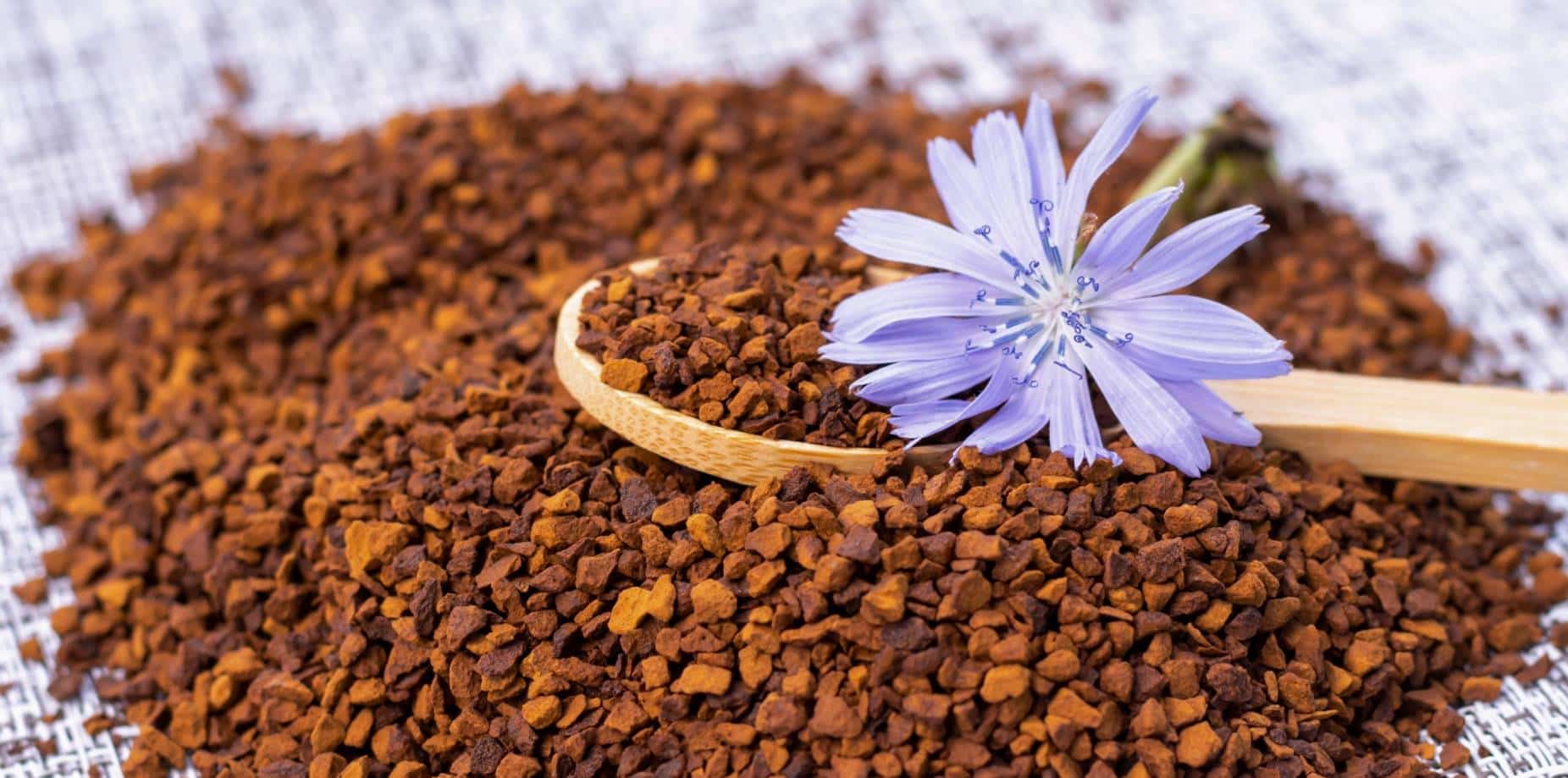 Цикорій без прикрас: правда про користь і побічні ефекти