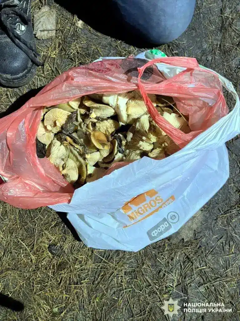 Гриби, які жінка назбирала.