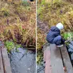 Малий хлопчина допомагав у зарибненні річки, й випустив коропа у воду.