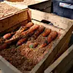 Збереження овочів у тирсі.