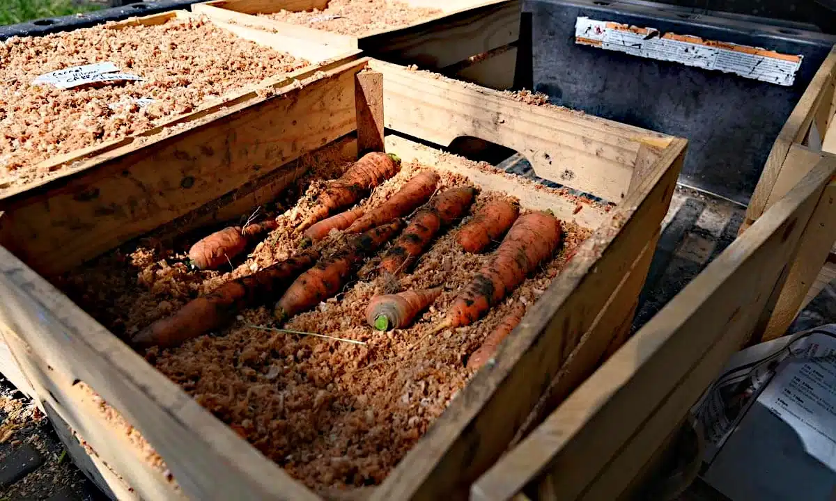 Збереження овочів у тирсі.