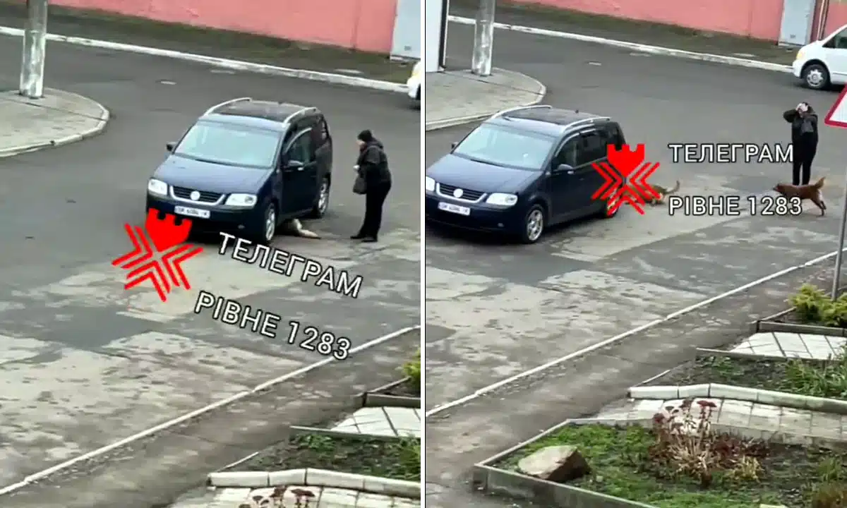 Збиття собаки.