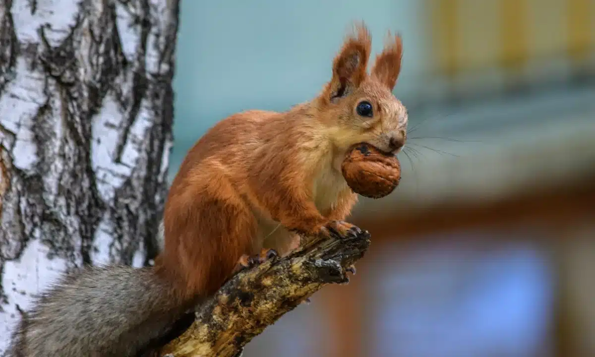 Білочка з горіхом.