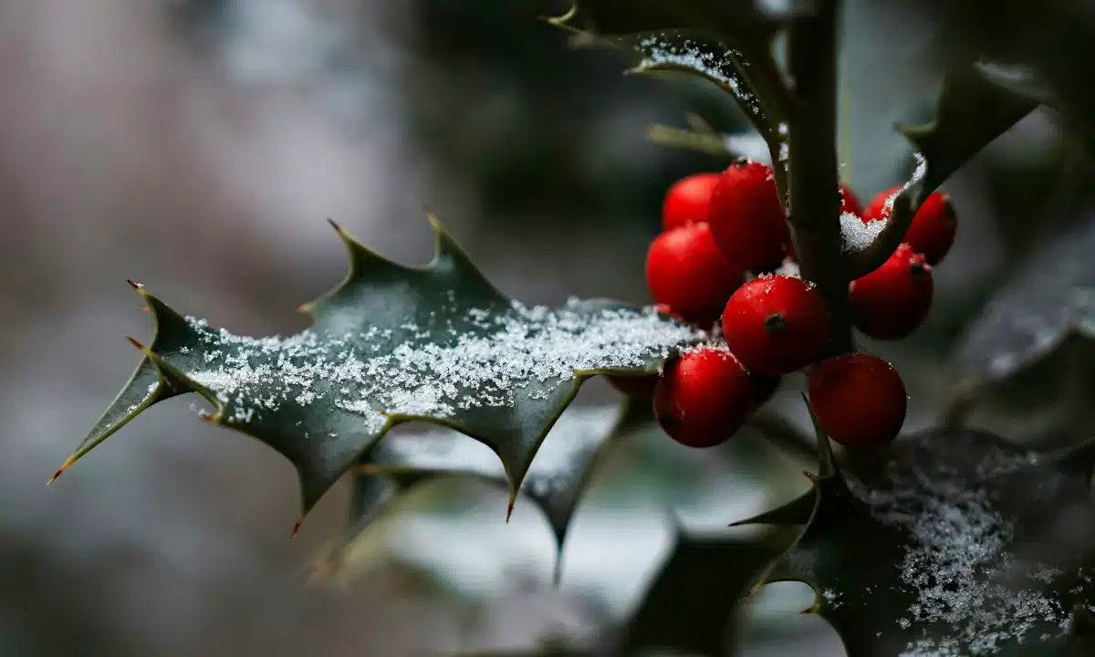 Червоні ягоди і сніг на колючому кущі.