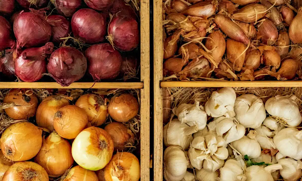 Чому гниє цибуля взимку та як зберегти врожай до весни без втрат Зберігання цибулі і часнику в ящиках.