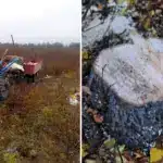 Несанкціоновані звалища та порубка дерев: що виявили екологи на Сарненщині Мотоблок зі сміттям, інспекторка, і пеньок від дерева.