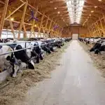 Корови у корівнику.