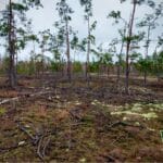 нічийний ліс Рівненщина