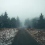 Чого чекати від погоди на Рівненщині 15 грудня розповіли синоптики Туман у зимовому хвойному лісі.