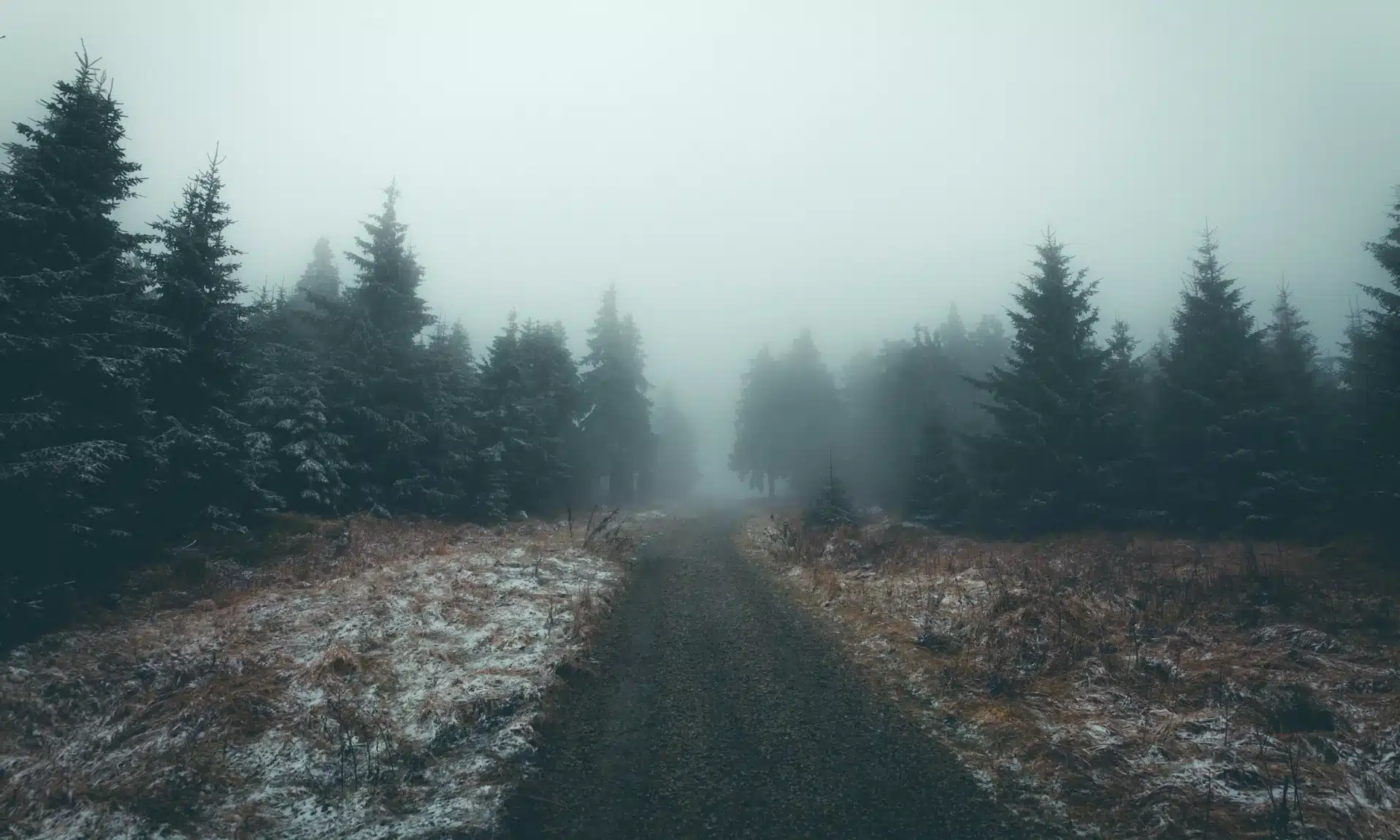 Чого чекати від погоди на Рівненщині 15 грудня розповіли синоптики Туман у зимовому хвойному лісі.