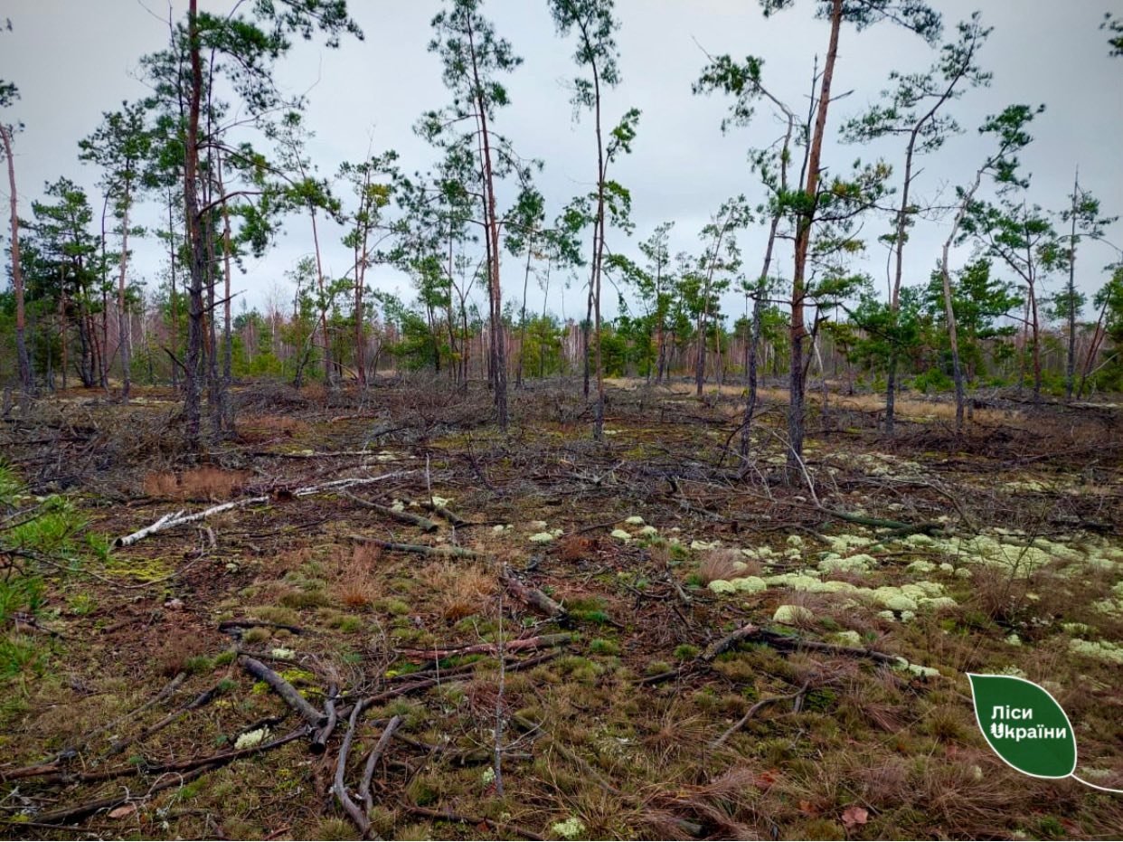 Понад 600 га «нічийного» лісу переходять у користування держави нічийний ліс Рівненщина