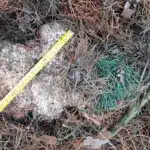 Пеньок від зрізаного дерева.