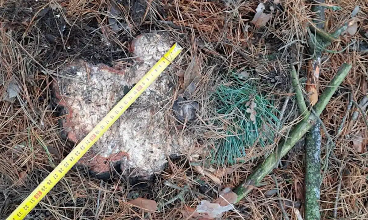 Пеньок від зрізаного дерева.