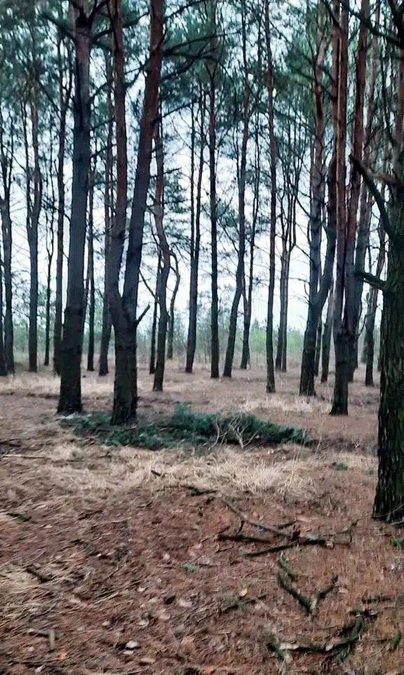 Місце незаконної порубки.