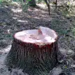 Пеньок від зрізаного дерева.