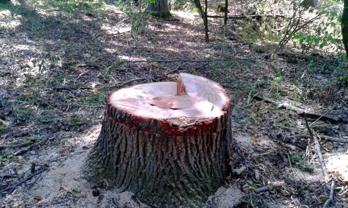 Шкоду за незаконні рубки на Рівненщині відшкодувала Філія «Поліський лісовий офіс» ДП «Ліси України» Пеньок від зрізаного дерева.