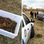 Виловлені раки і поліція перевіряє зловмисника.