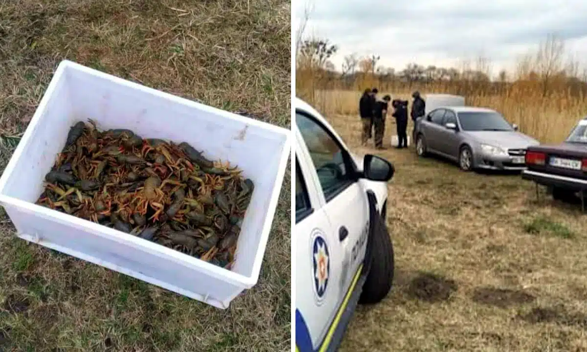 Виловлені раки і поліція перевіряє зловмисника.