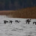 Птахи у Нобельському НПП.