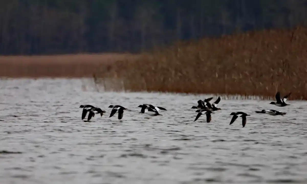 Птахи у Нобельському НПП.
