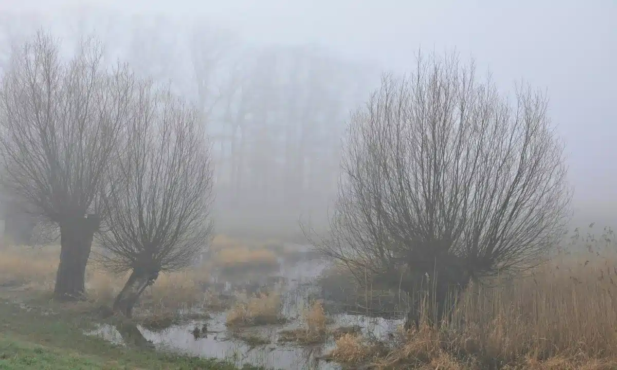 Прогноз погоди для Рівненщини на 2 грудня. Невеликий дощ, вночі та вранці сильний туман Прогноз погоди для Рівненщини на 2 грудня. Невеликий дощ, вночі та вранці сильний туман