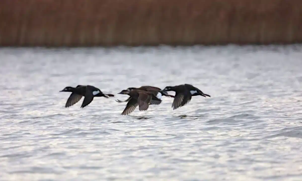 Рідкісна орнітологічна знахідка на озері Нобель на Рівненщині Турпан білокрилий летить над водами Нобеля.