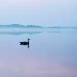 Якою буде погода на Рівненщині 10 грудня – синоптики обіцяють підвищення температури На озері туман, плаває одинока гуска.