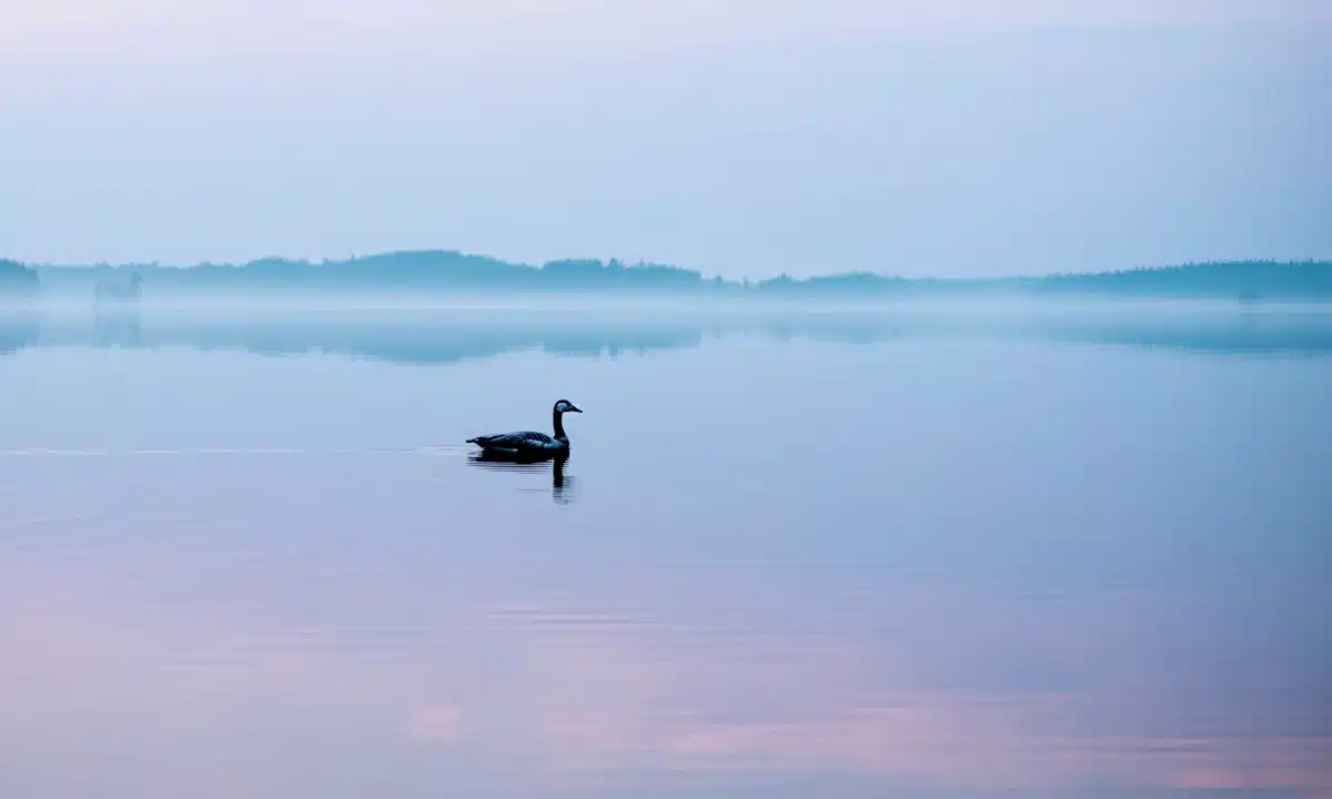 На озері туман, плаває одинока гуска.