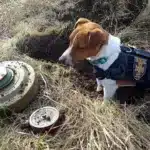 Безкоштовний онлайн-тренінг із мінної безпеки організовують у Рівному Пес Патрон стоїть над міною, яку він розшукав.