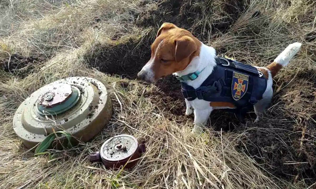 Безкоштовний онлайн-тренінг із мінної безпеки організовують у Рівному Пес Патрон стоїть над міною, яку він розшукав.