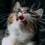 Сказ у кота