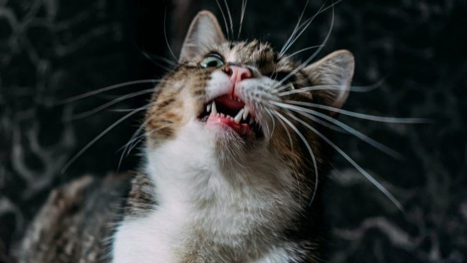 Сказ у кота