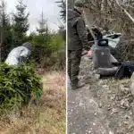 Незаконна рубка ялинок і сміттєзвалище.