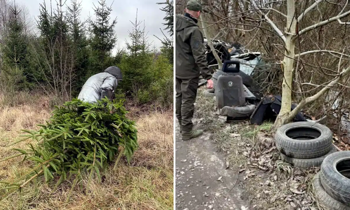 Незаконна рубка ялинок і сміттєзвалище.