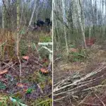 Тисячі пнів від самовільних рубок дерев виявили на землях Миляцької громади Самовільні рубки у Миляцькій громаді.