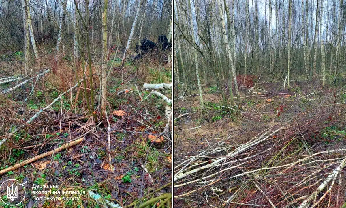 Тисячі пнів від самовільних рубок дерев виявили на землях Миляцької громади Самовільні рубки у Миляцькій громаді.