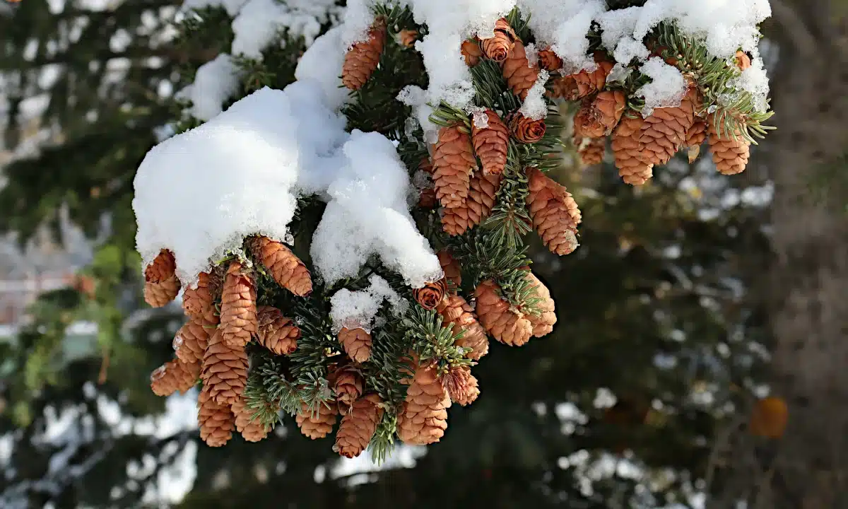 Шишки присипані снігом.