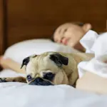 Собачка лежить поряд зі сплячою жінкою.