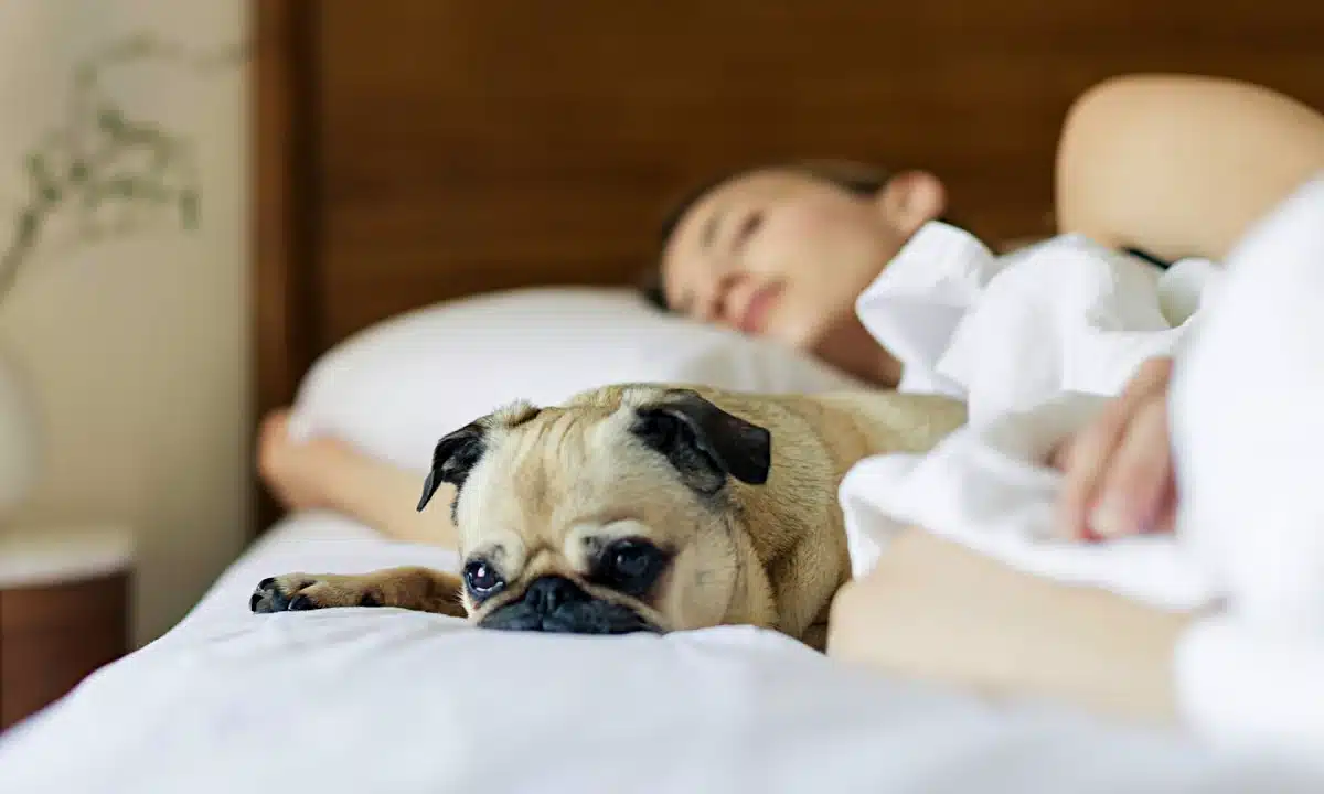 Собачка лежить поряд зі сплячою жінкою.