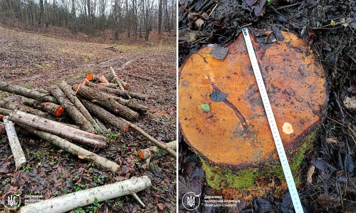 Незаконна вирубка дерев у Соснівці.