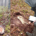 У «Цуманській Пущі» виявили масштабну вирубку — збитки перевищили 8 мільйонів гривень Цуманська Пуща, незаконна рубка