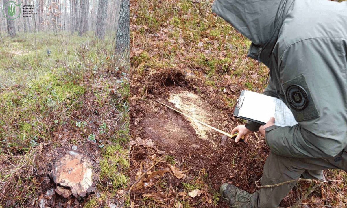 У «Цуманській Пущі» виявили масштабну вирубку — збитки перевищили 8 мільйонів гривень Цуманська Пуща, незаконна рубка