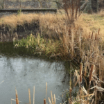 Екоінспекція зафіксувала штучну водойму без правовстановлюючих документів